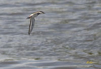 Kildeer